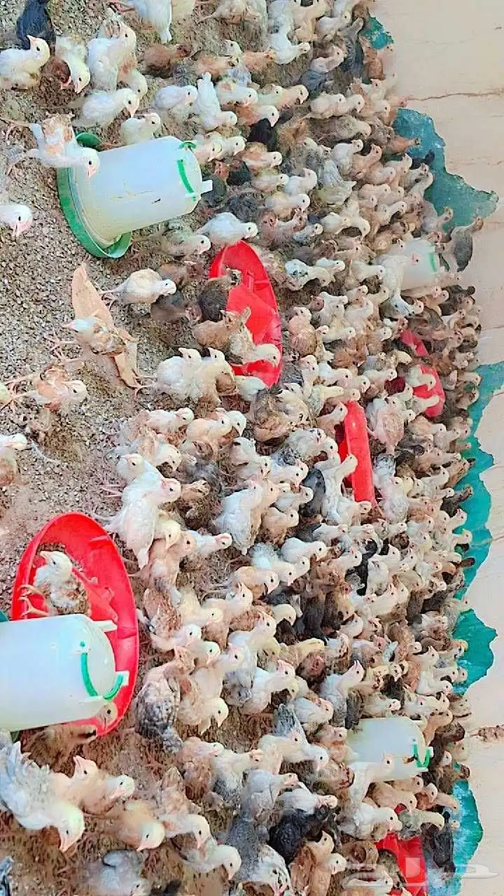 صوص بلدي 4