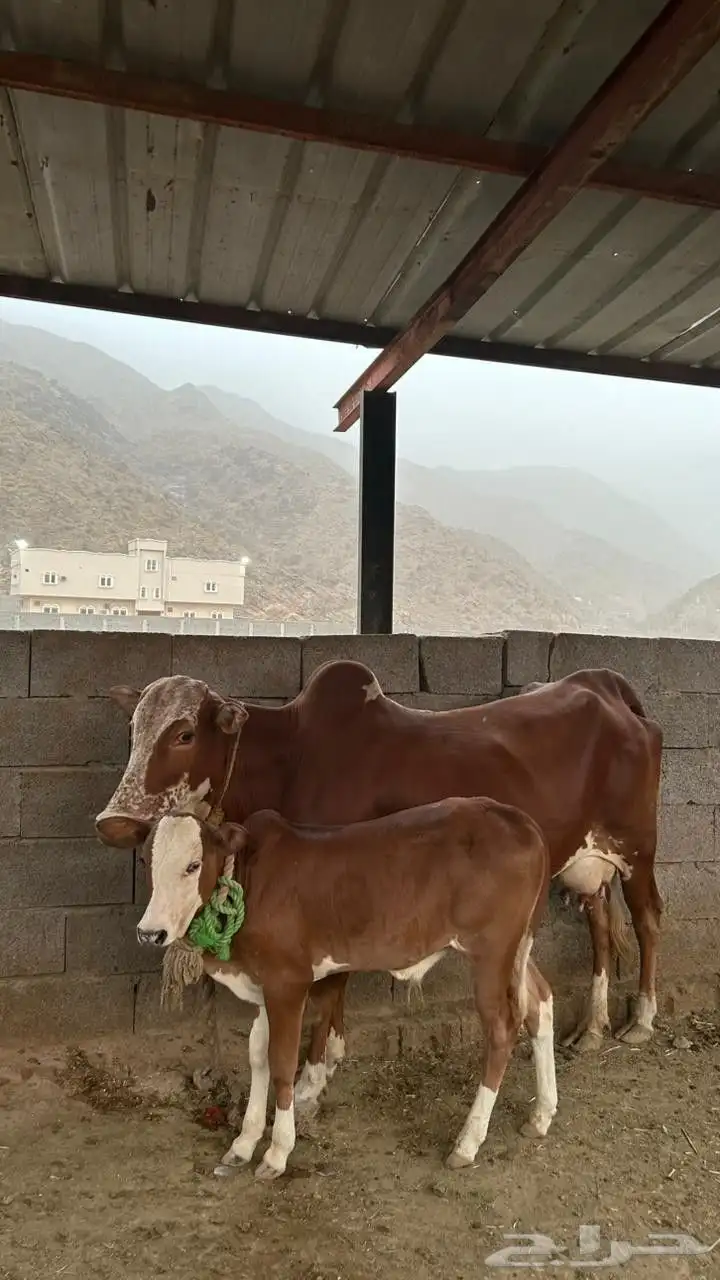 بقر طيبه وحليب وافر 1