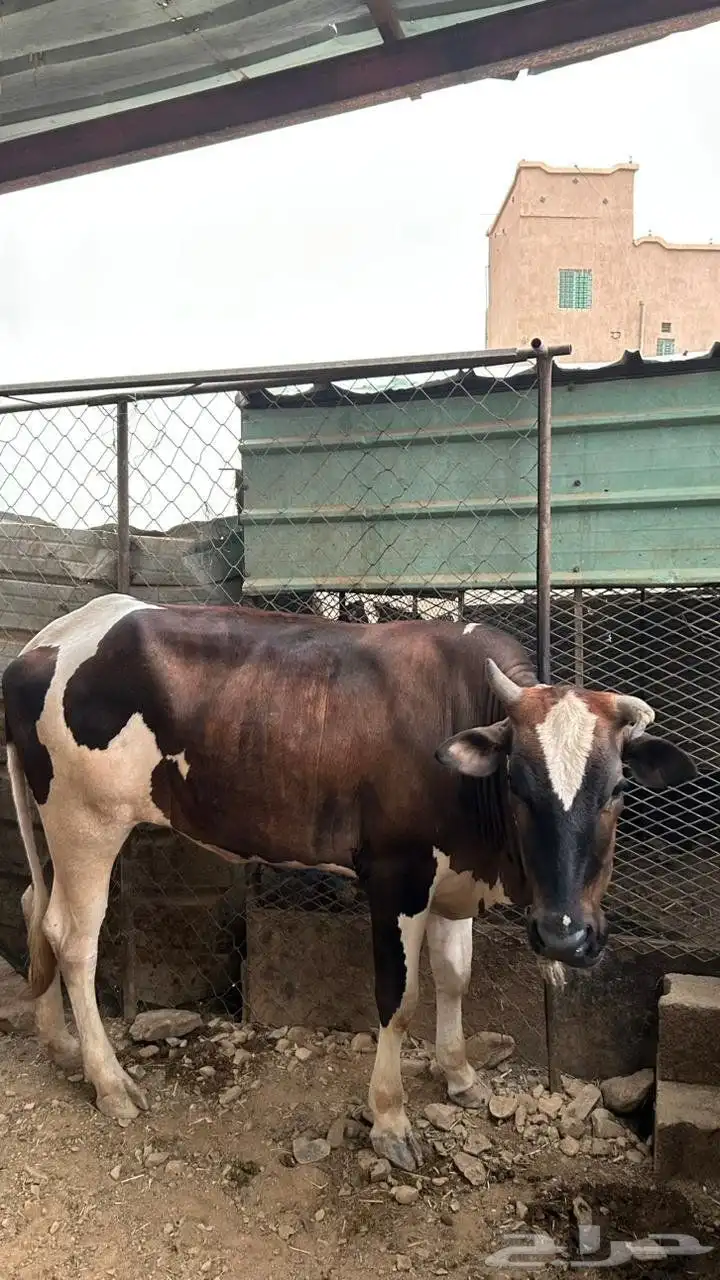 بقر طيبه وحليب وافر 0