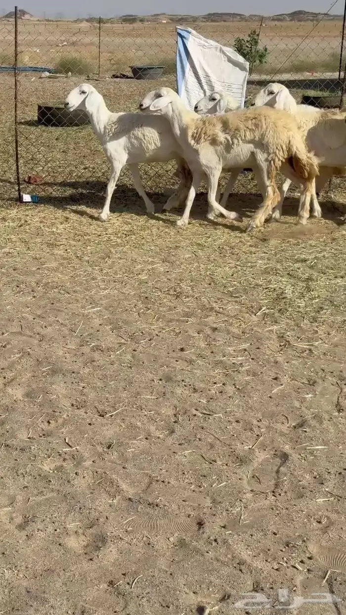 رخال حريات صنف 5