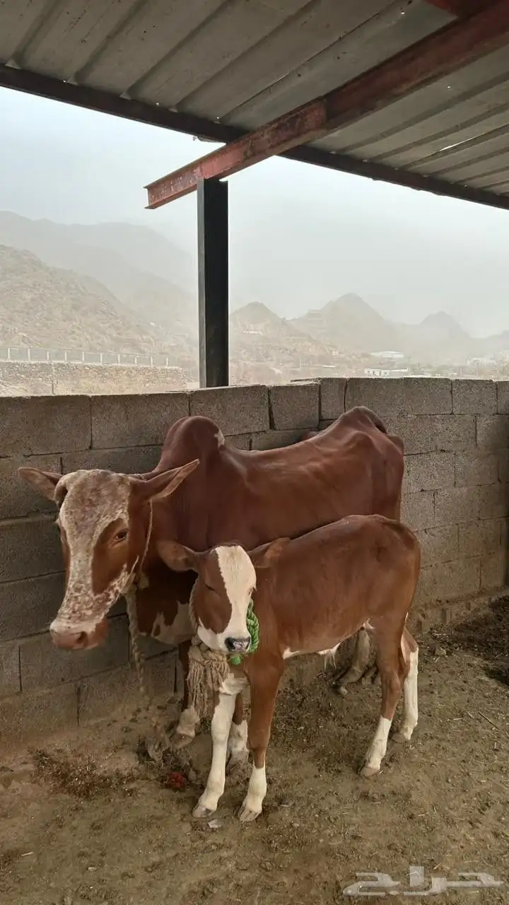 بقر طيبه وحليب وافر 2