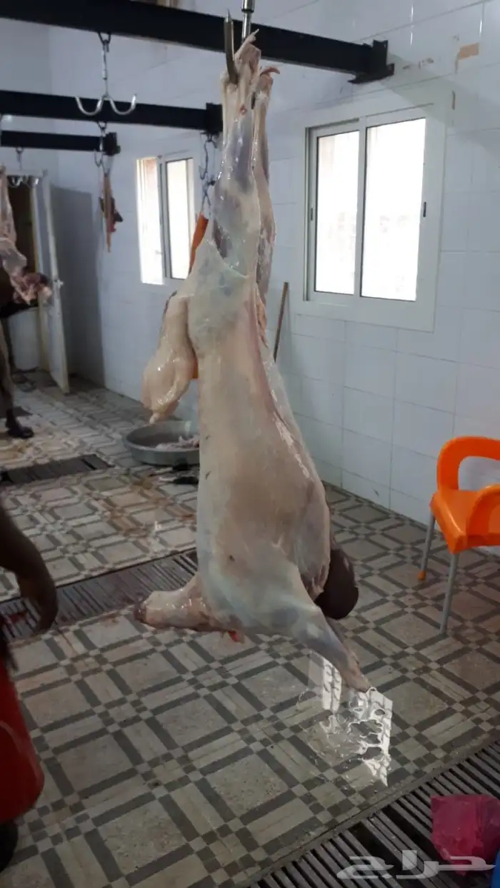 خروف مشوي على الجمر بالطريقة العثمانية 8