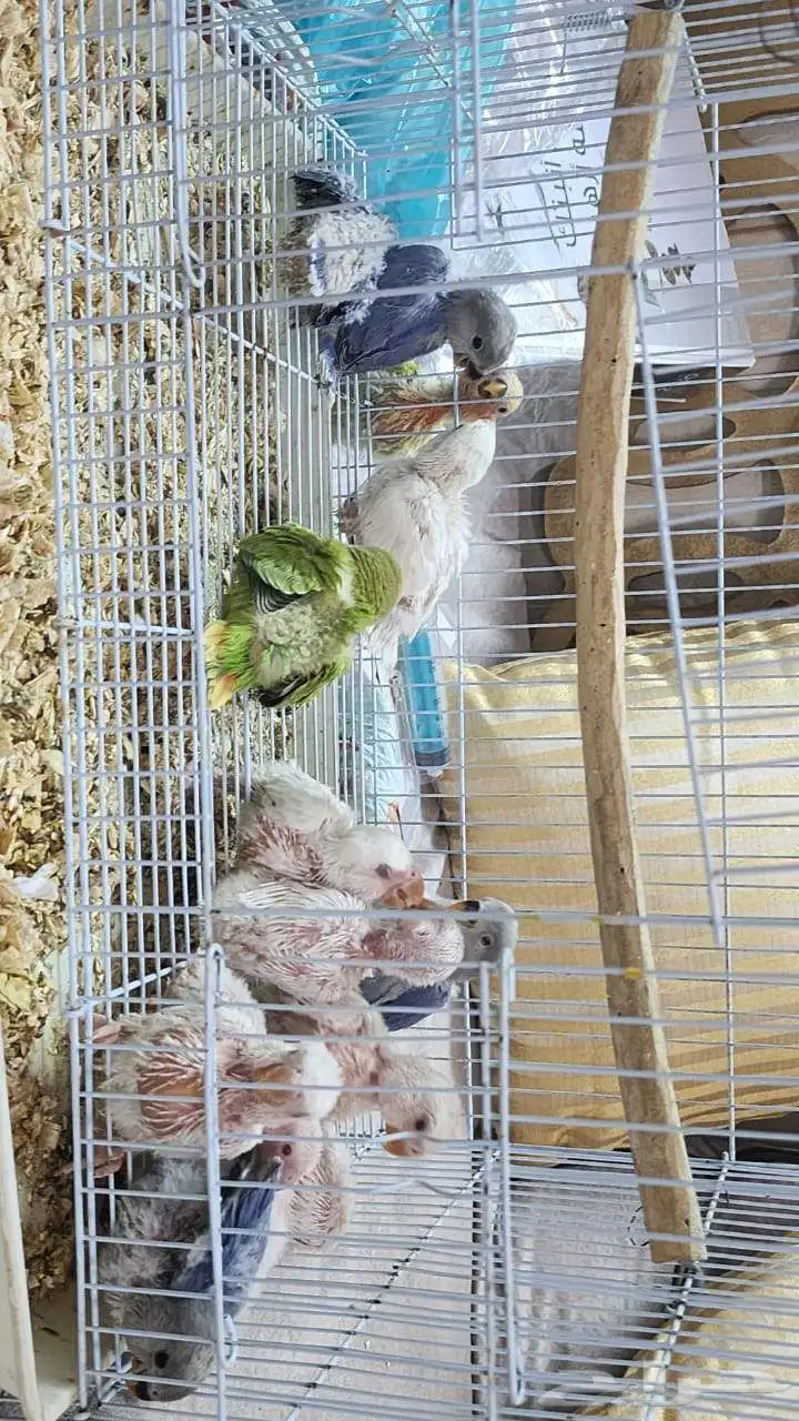 استمارة بيع ماشاء الله تبارك الله لاهل التربية والول 0