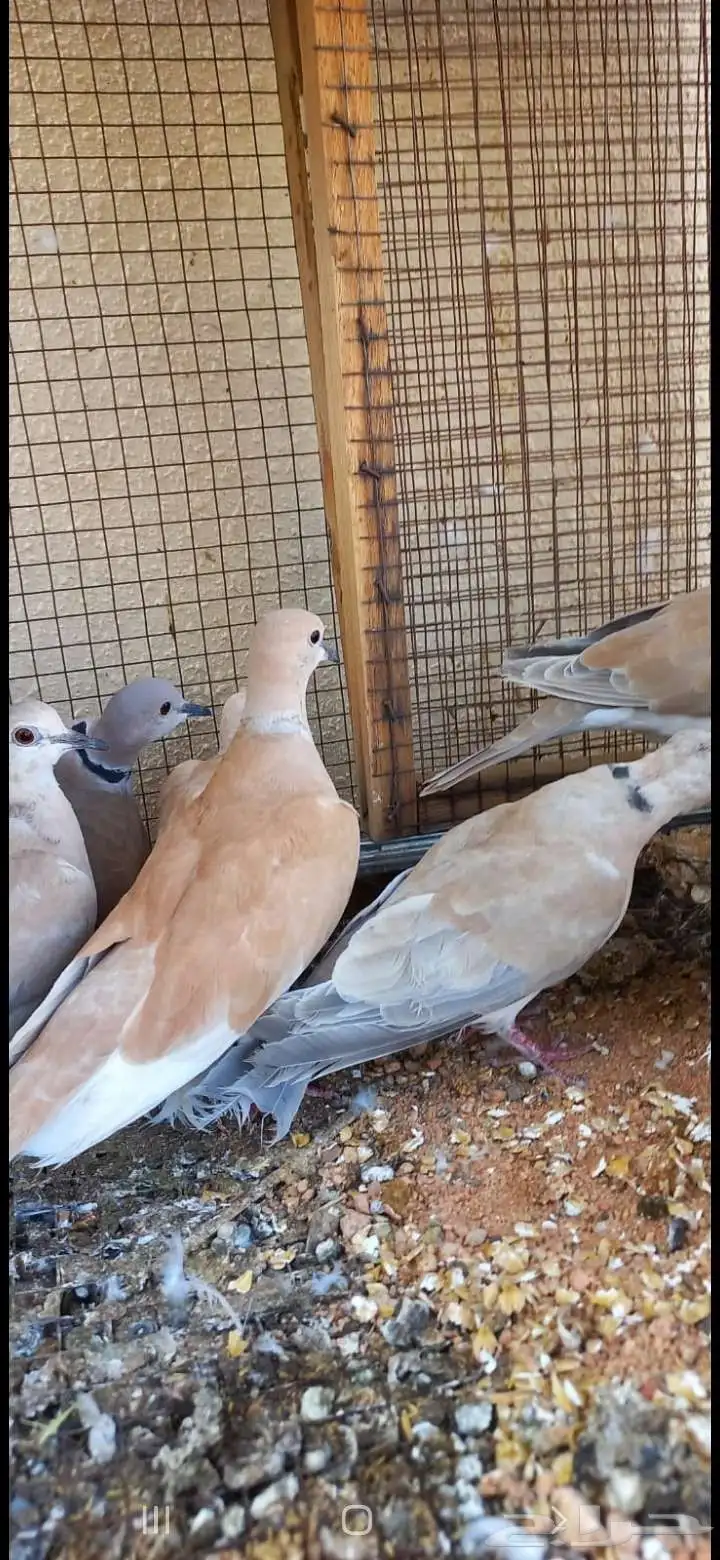 للبيع ازواج قمري هولندي منتج ومشروط والوان مطلوبه 0