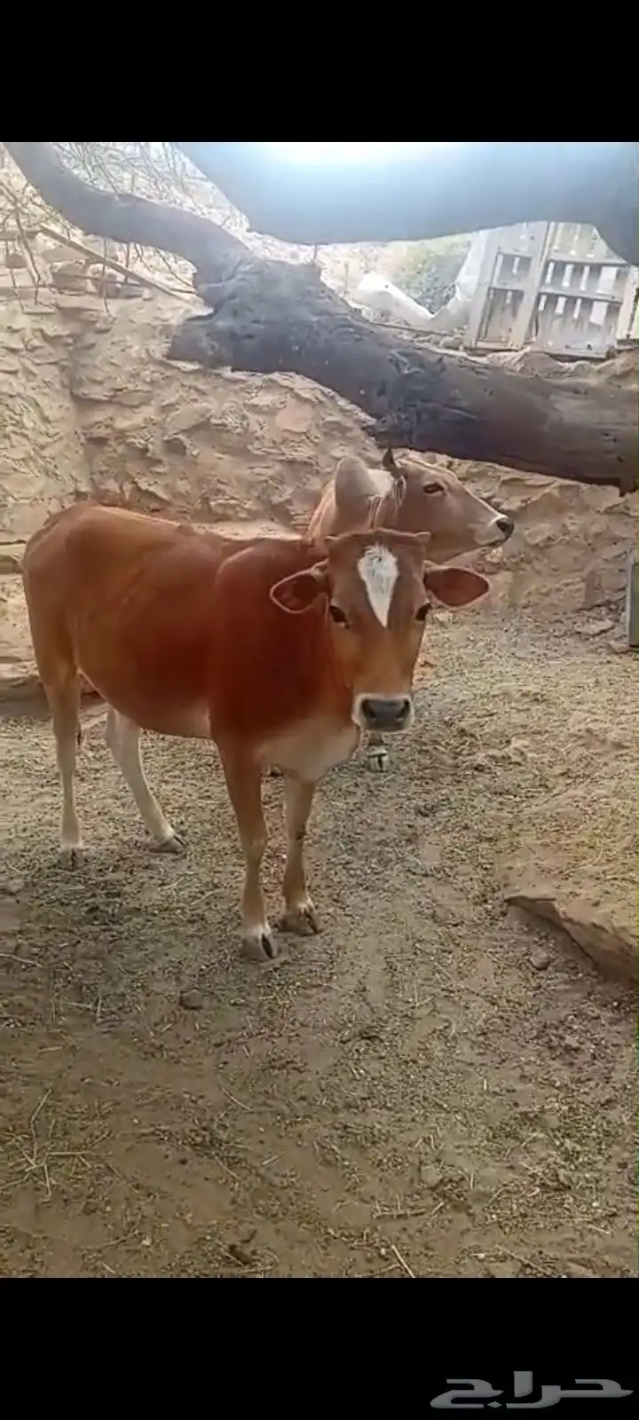 بقرة وحسيلتين معها للبيع 1