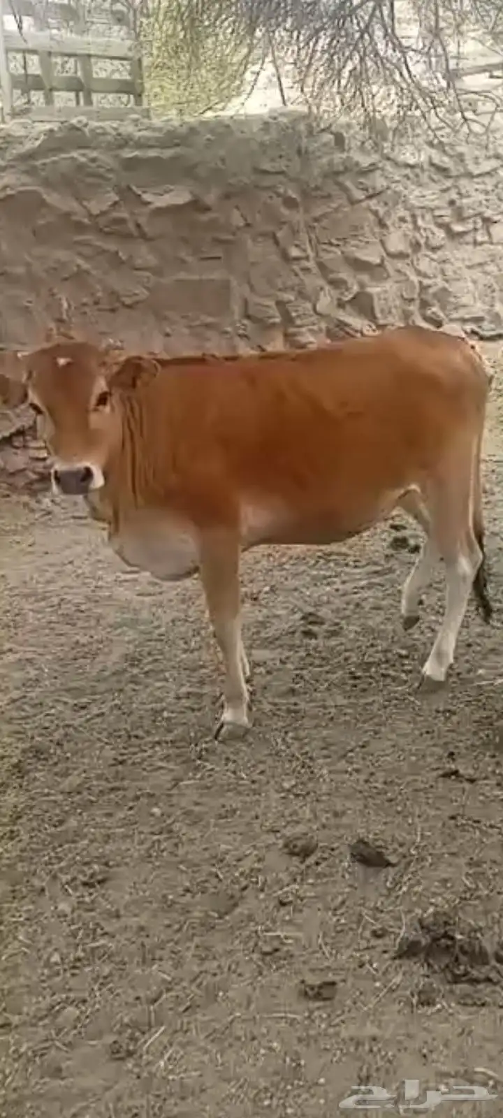 بقرة وحسيلتين معها للبيع 2