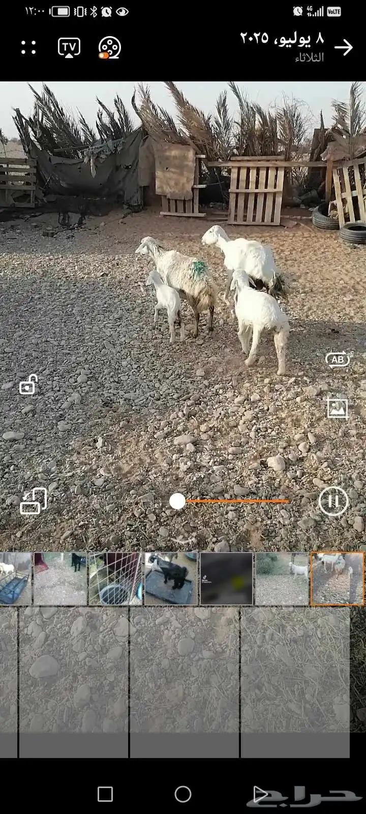 للبيع حريات متابيع معهن على واحد اسنانهن تامه 1