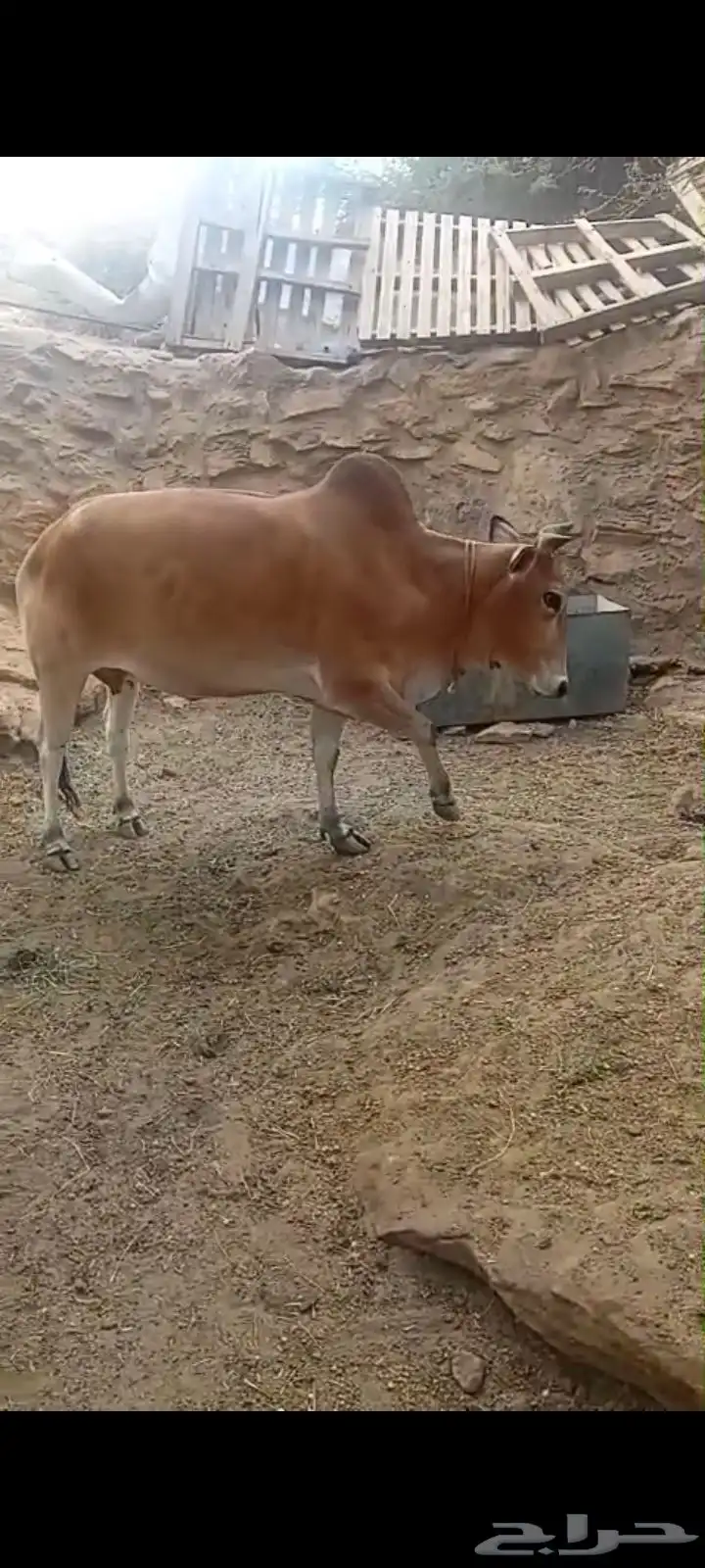 بقرة وحسيلتين معها للبيع 0