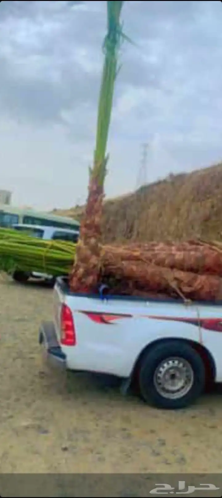 يوجد لدينا جميع انواع انخيل المثمر وزينه وجميع المقاسات 3