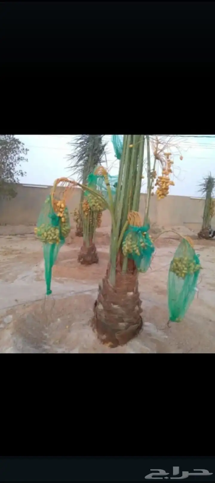 يوجد لدينا جميع انواع انخيل المثمر وزينه وجميع المقاسات 5