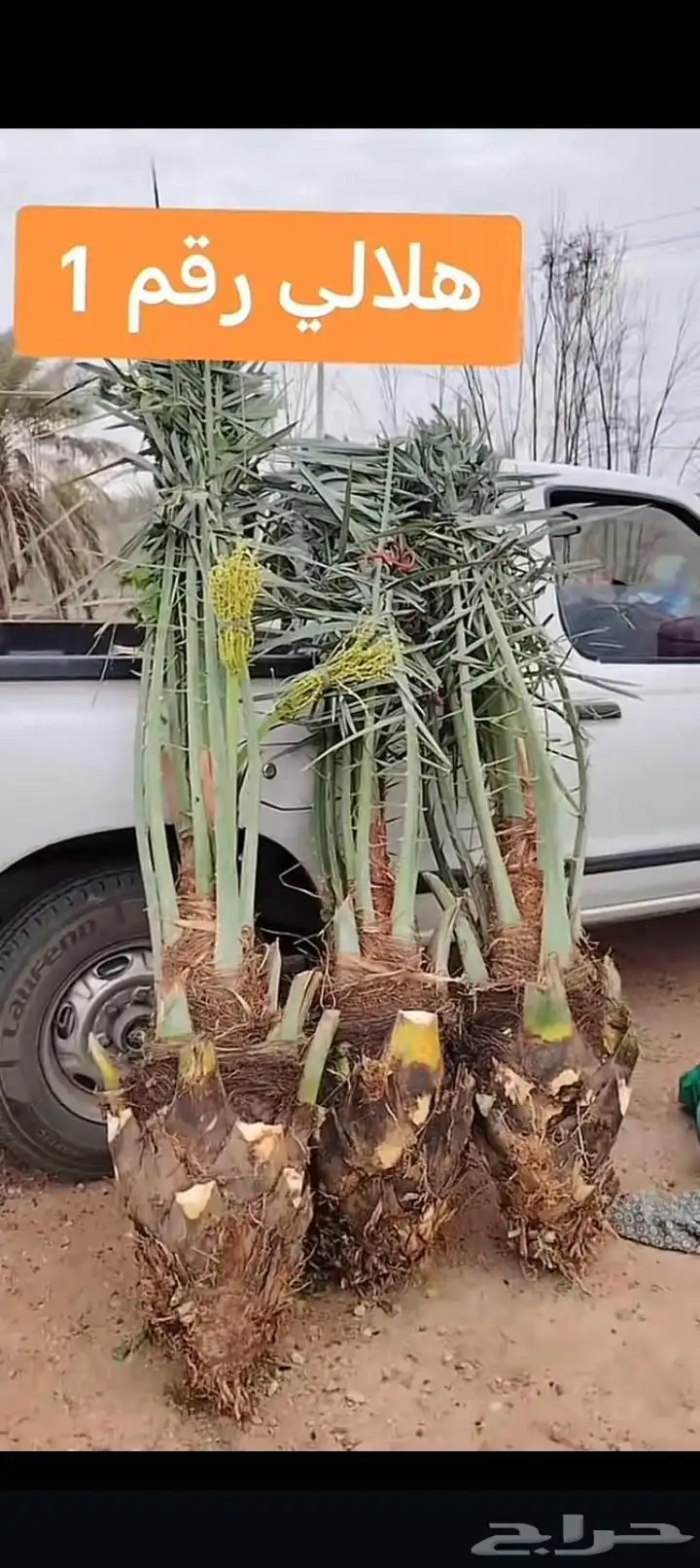 يوجد لدينا جميع انواع انخيل المثمر وزينه وجميع المقاسات 0