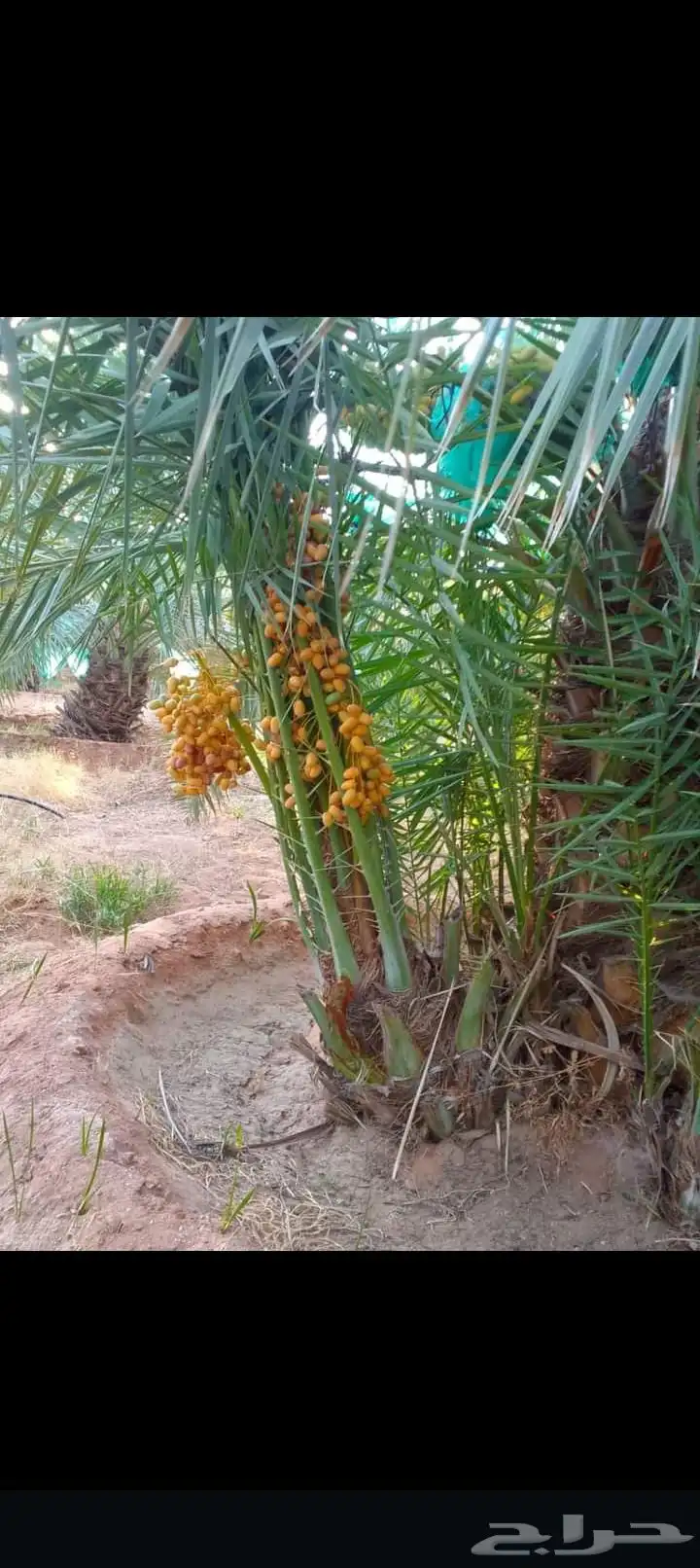 يوجد لدينا جميع انواع انخيل المثمر وزينه وجميع المقاسات 2