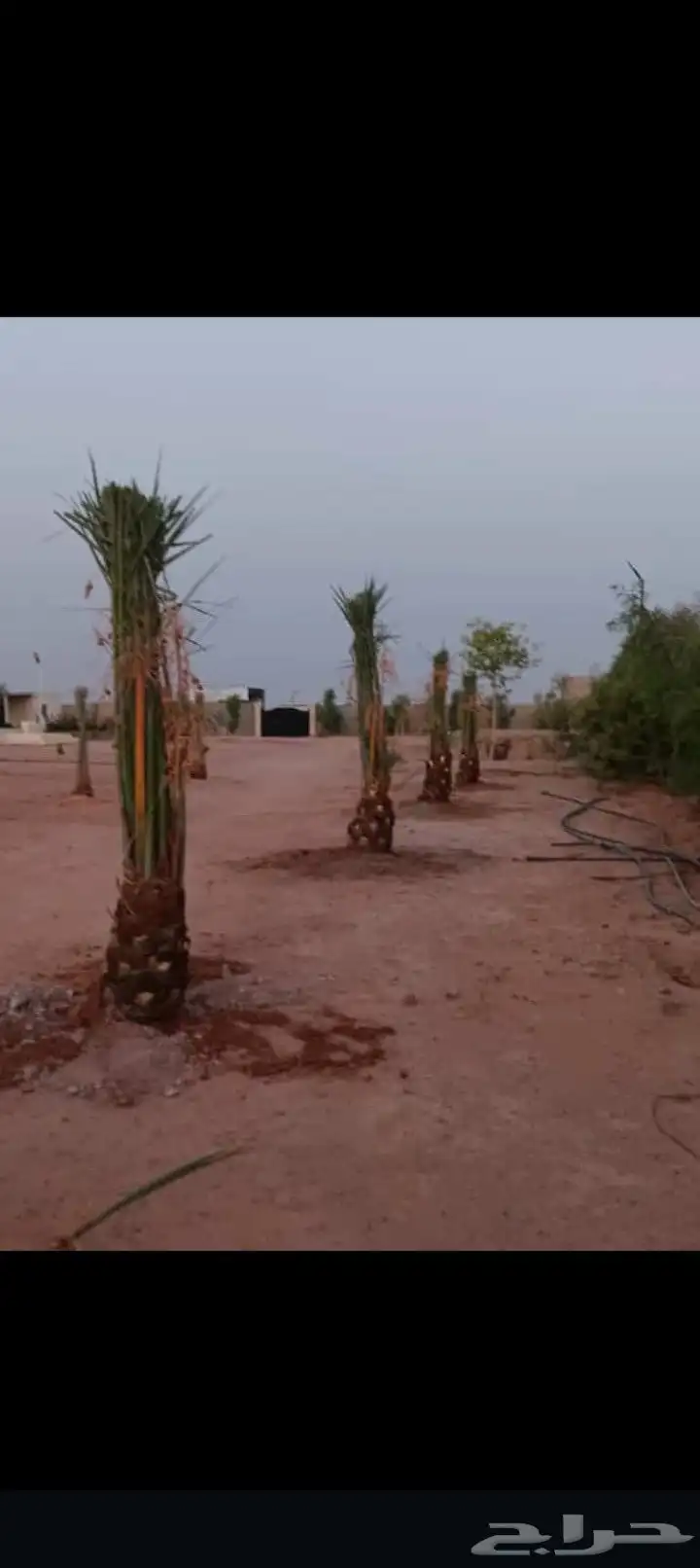 يوجد لدينا جميع انواع انخيل المثمر وزينه وجميع المقاسات 7