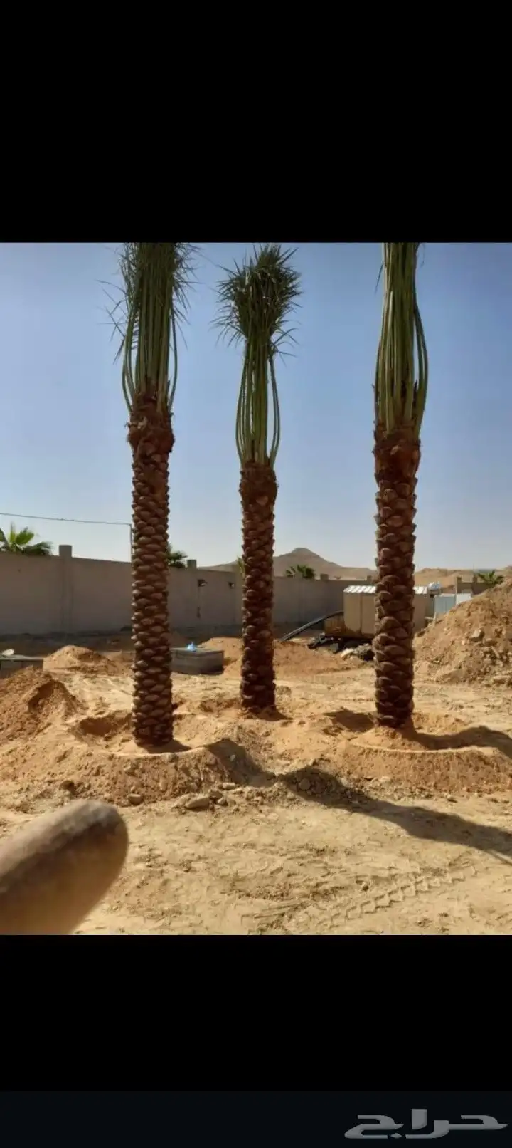 يوجد لدينا جميع انواع انخيل المثمر وزينه وجميع المقاسات 1