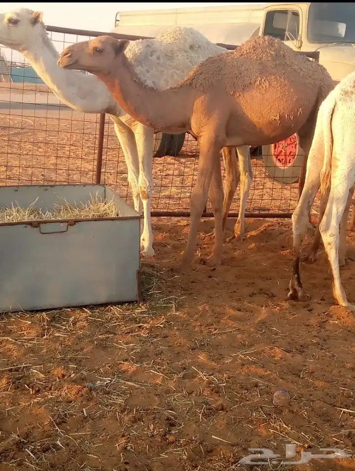 للبيع حشووو بلدي فاخررر 2