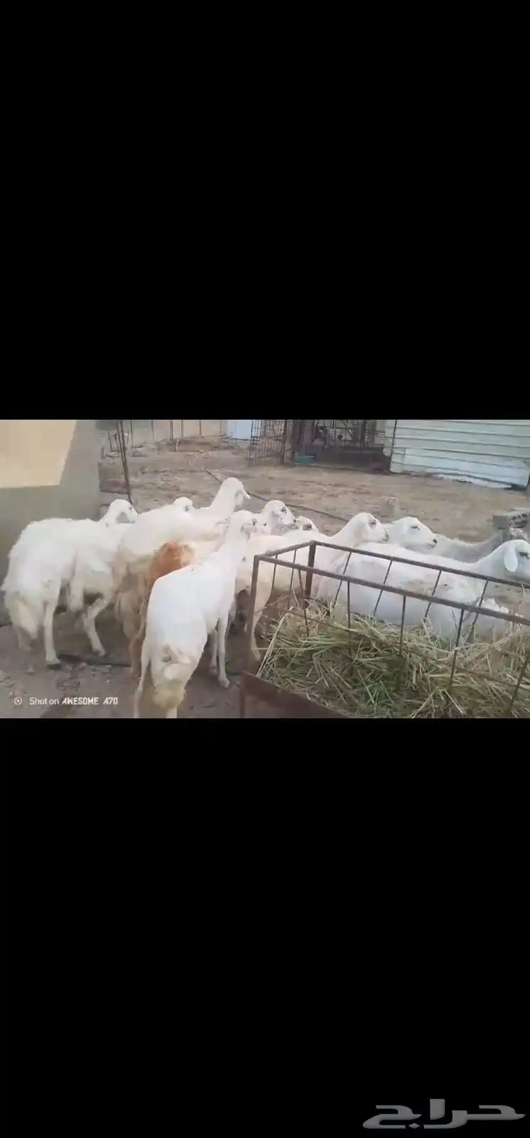 ضان مقاني بالفحل 4