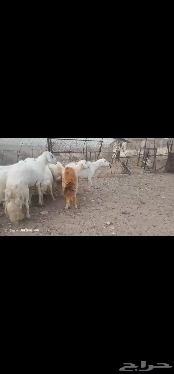 ضان مقاني بالفحل..تم البيع 1