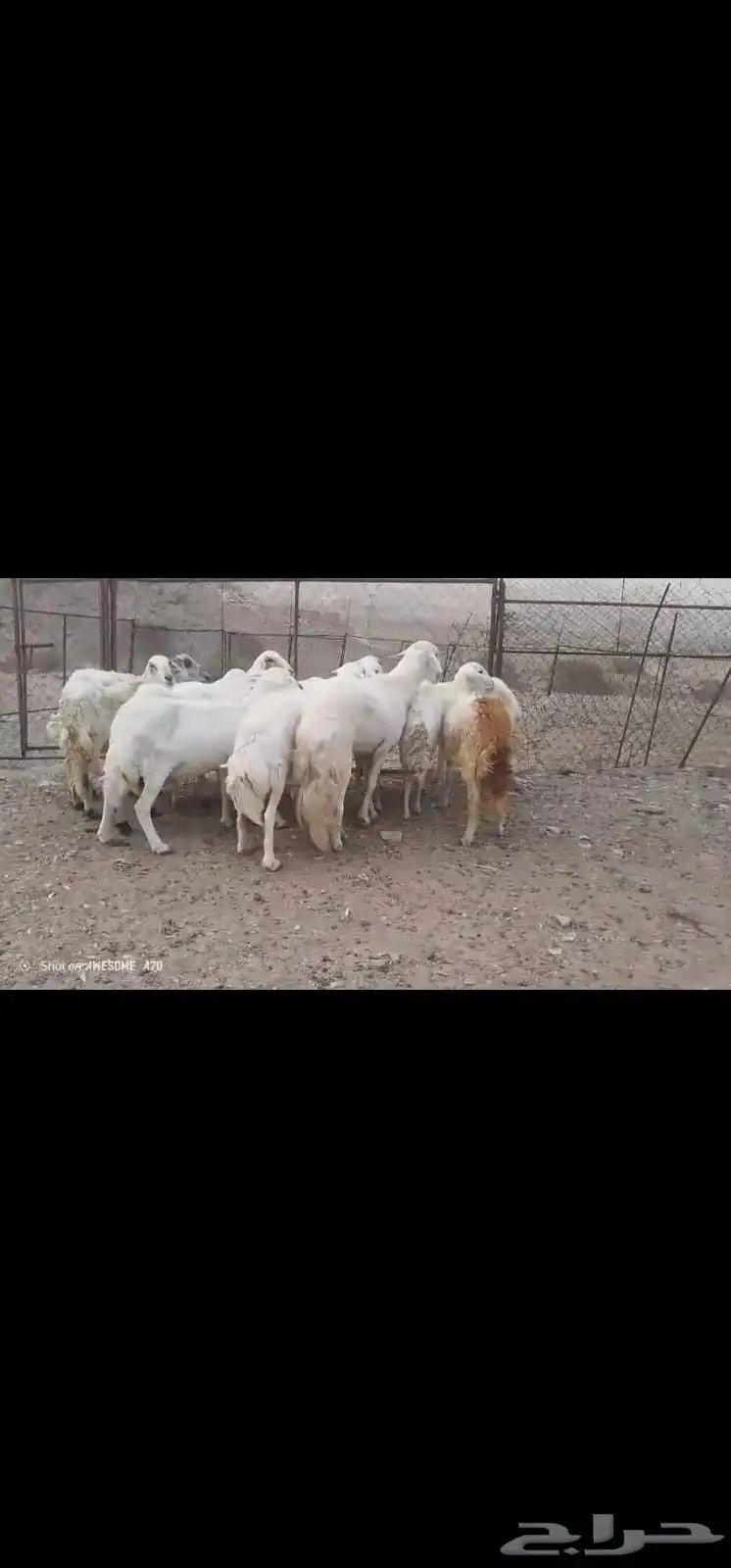 ضان مقاني بالفحل 5
