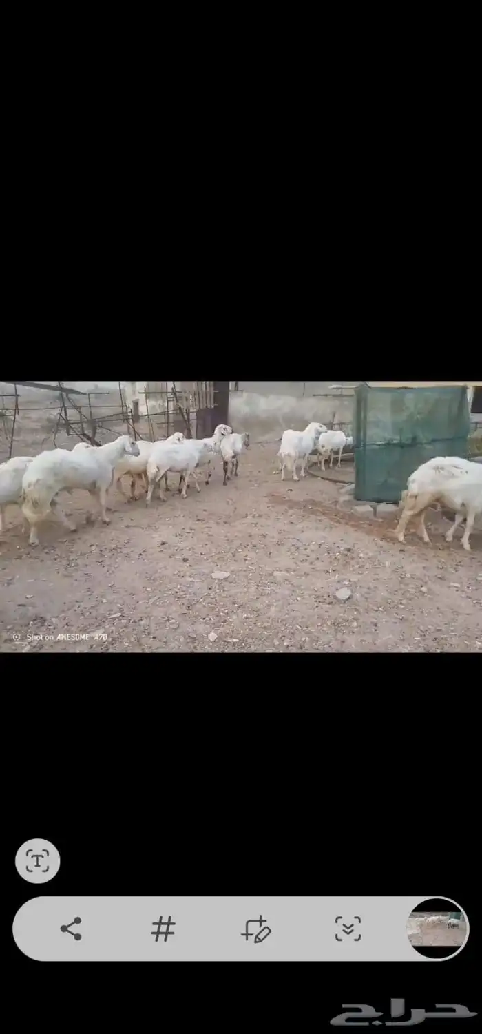 ضان مقاني بالفحل..تم البيع 0