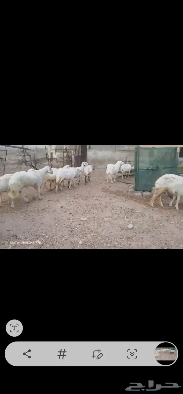 ضان مقاني بالفحل 0