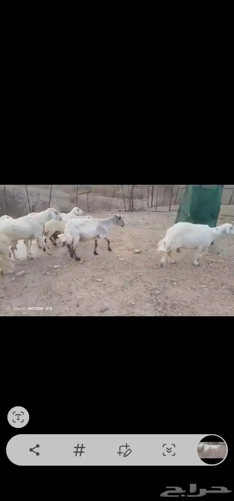 ضان مقاني بالفحل 2