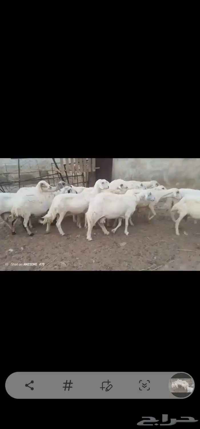 ضان مقاني بالفحل..تم البيع 14