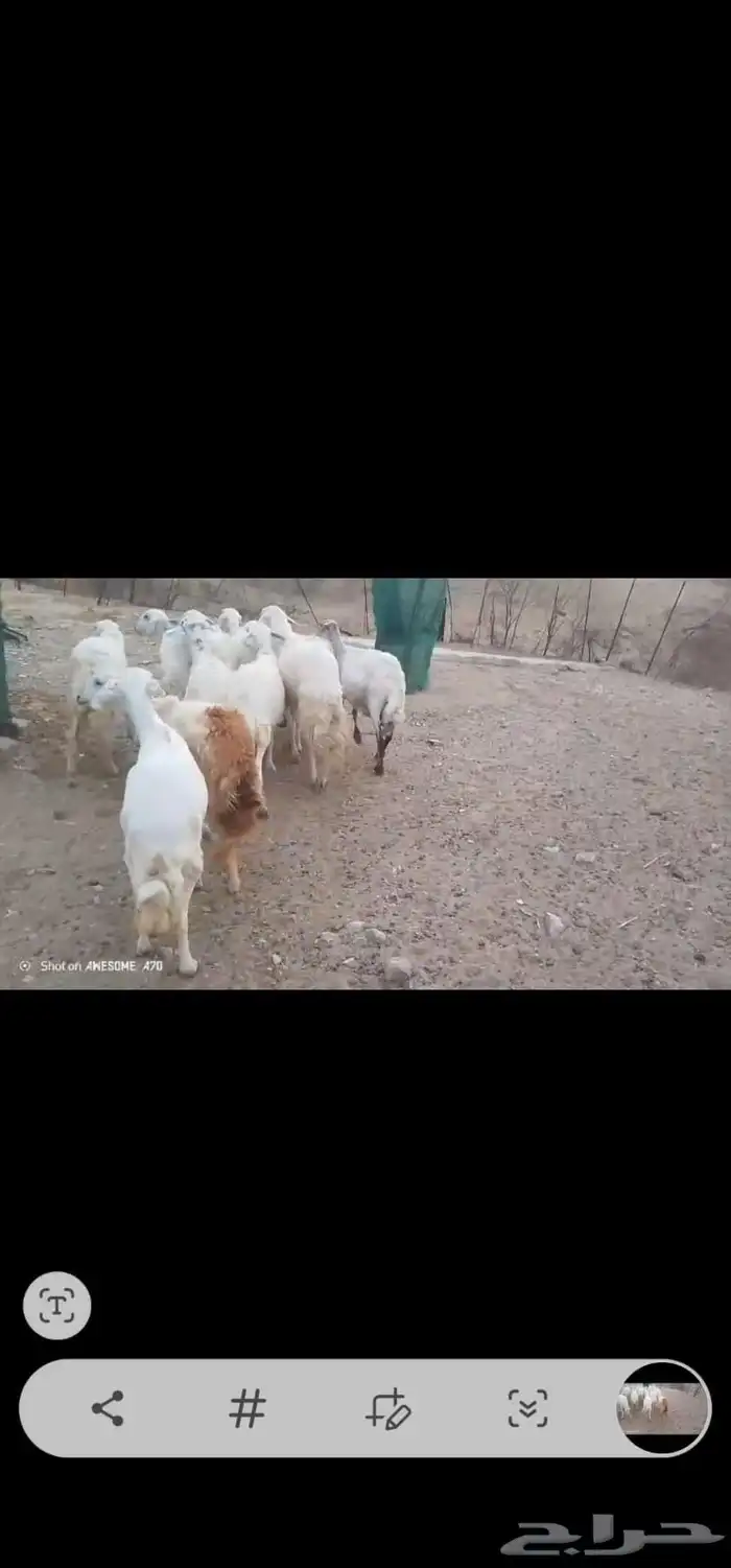 ضان مقاني بالفحل..تم البيع 3