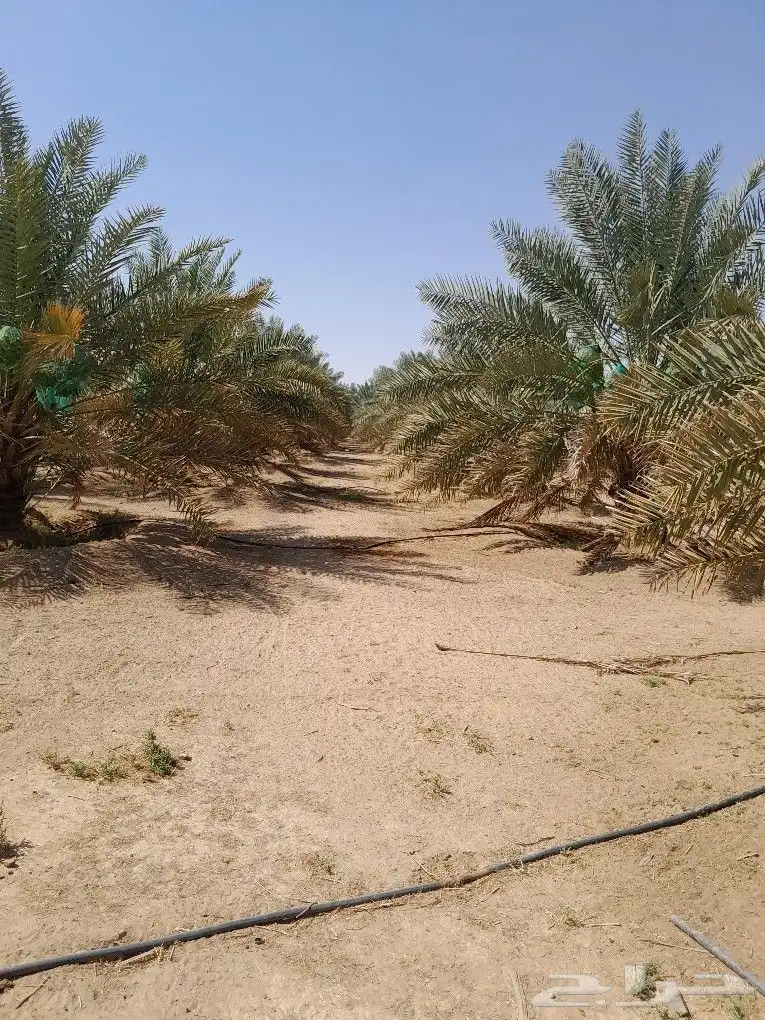 يوجد 400 نخله خلاص وكذالك يوجد 200 نخله مشكلات 1