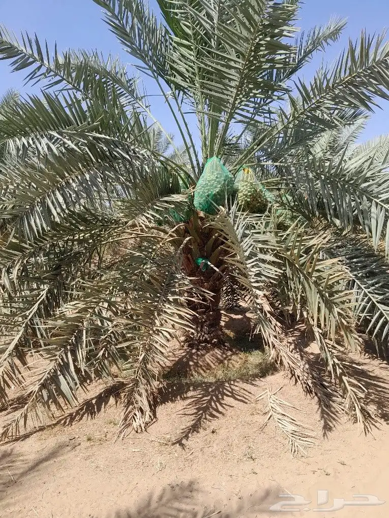 يوجد 400 نخله خلاص وكذالك يوجد 200 نخله مشكلات 0