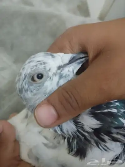 المدينه 7