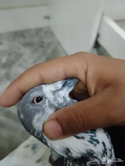 المدينه 1