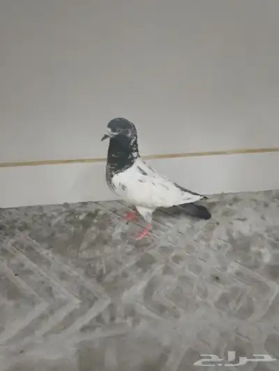 المدينه 6