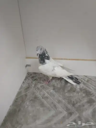المدينه 8