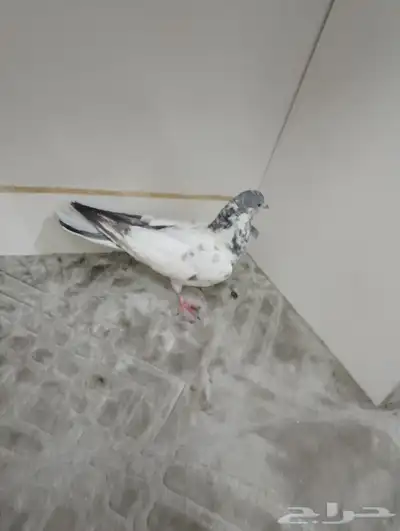 المدينه 2
