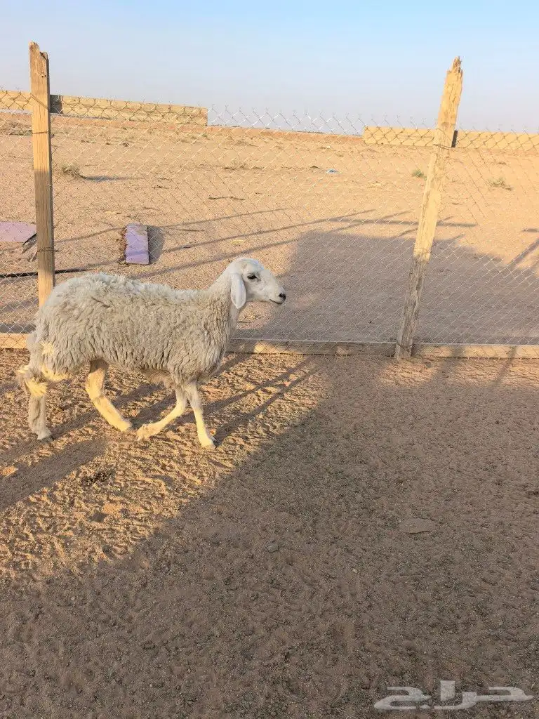 حريه 2