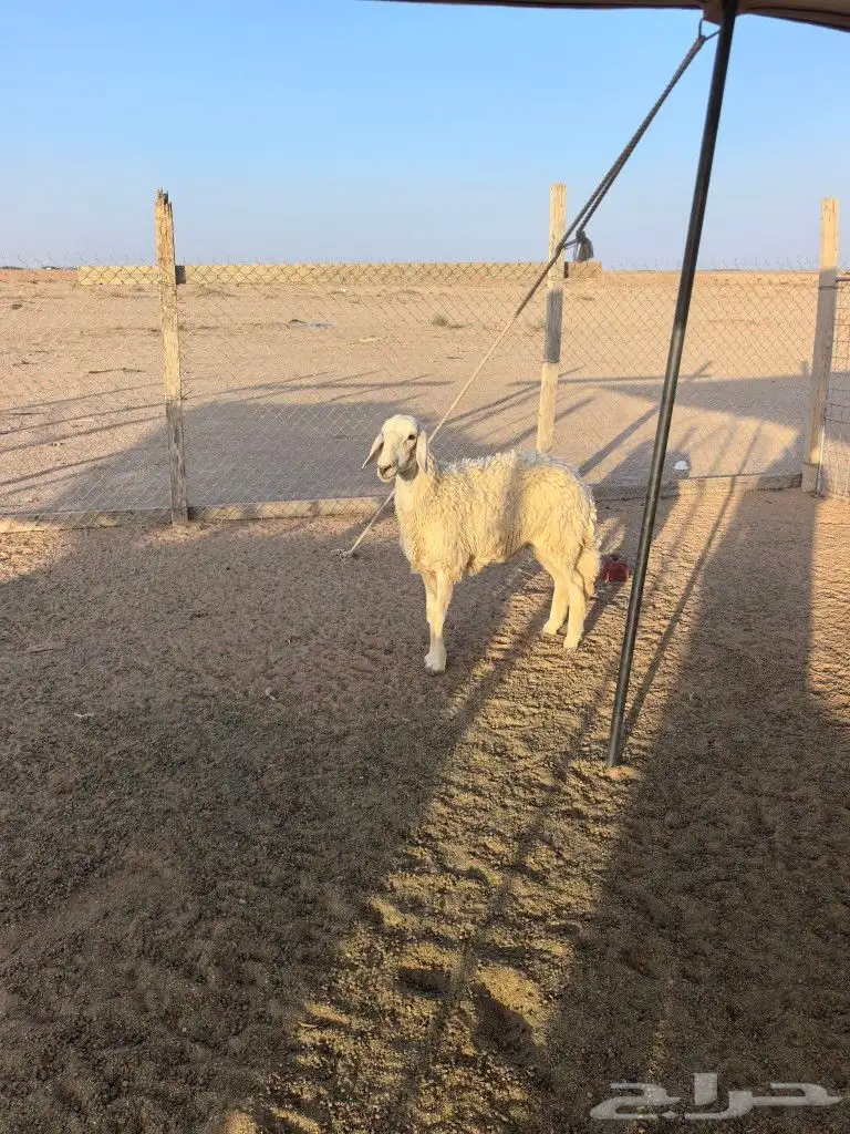 حريه 1