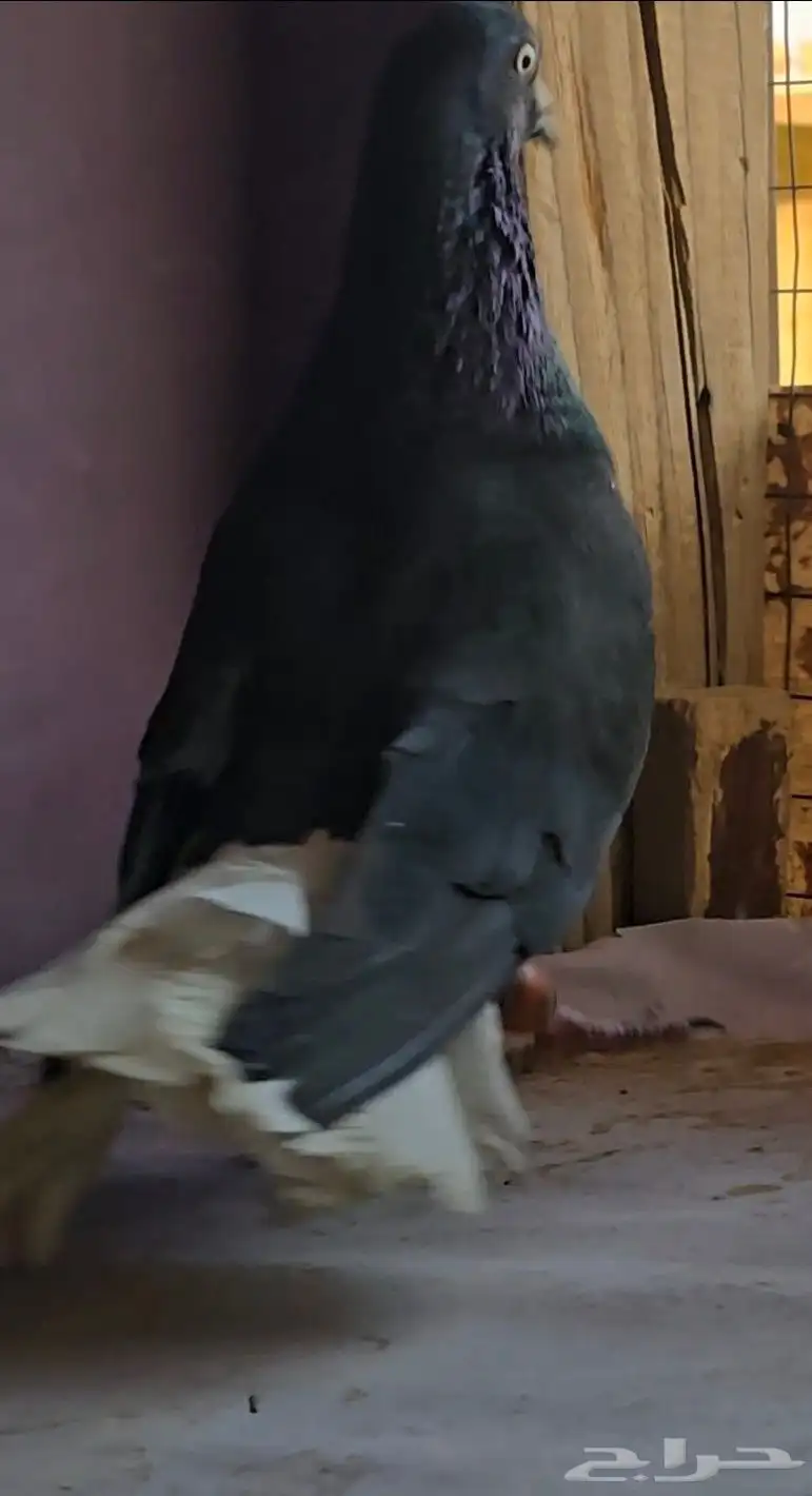 جوز نوريات سود ذنب كوخ 6