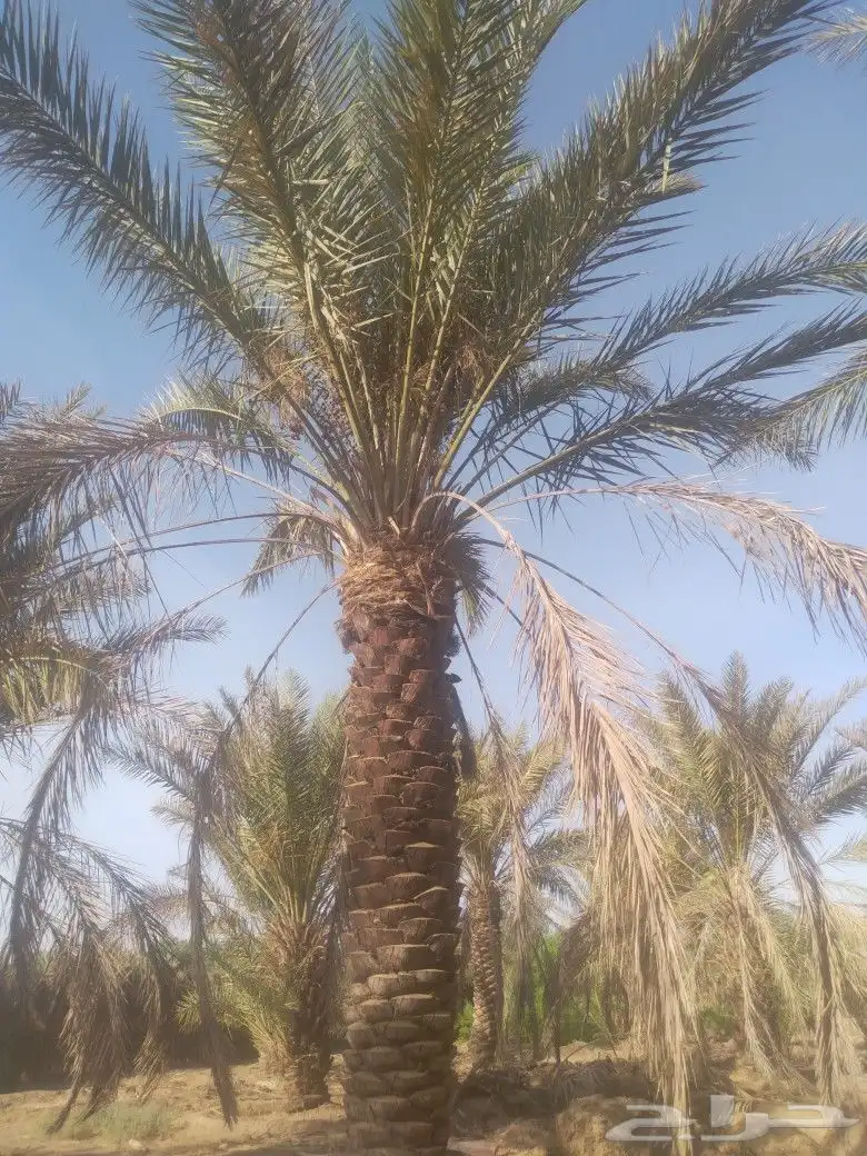 نخل وادي الدواسر اخلص الوادي وخلص الحسا 2