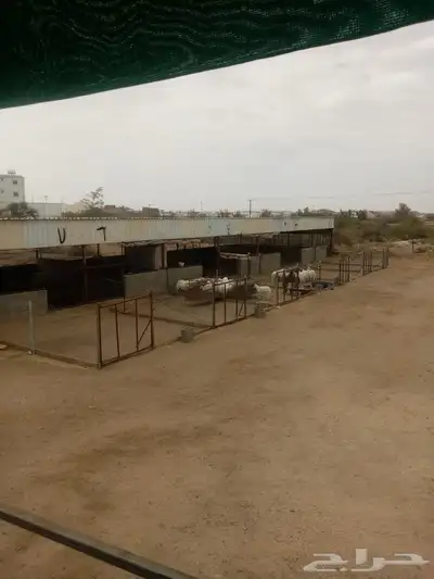 خرفان نظيفه وسمينه وخالية من جميع العيوب 0