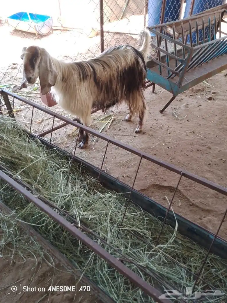 للبيع عنز عارضيه سنوي ثنيه لبون شرط من جميع الأمراض على ا 1