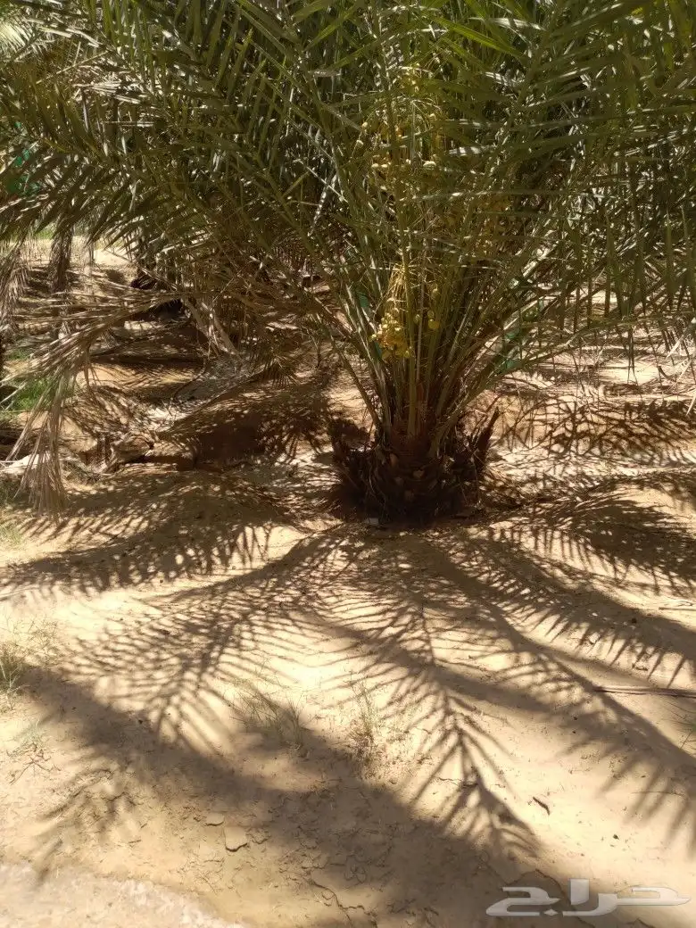 نخل وادي الدواسر اخلص الوادي وخلص الحسا 1