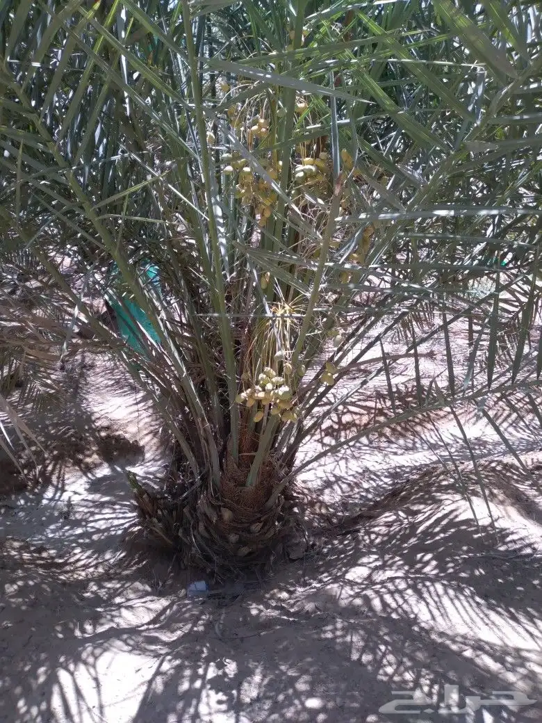 نخل وادي الدواسر اخلص الوادي وخلص الحسا 0