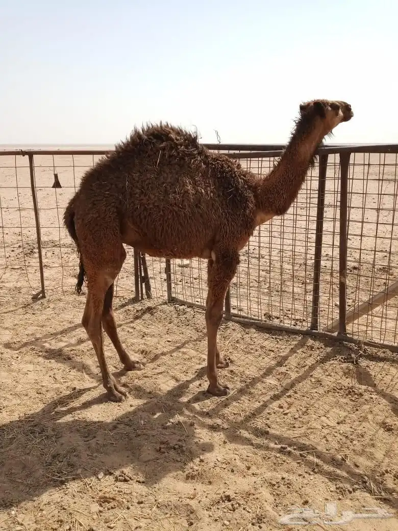 قعود عمره 5 شهور 0