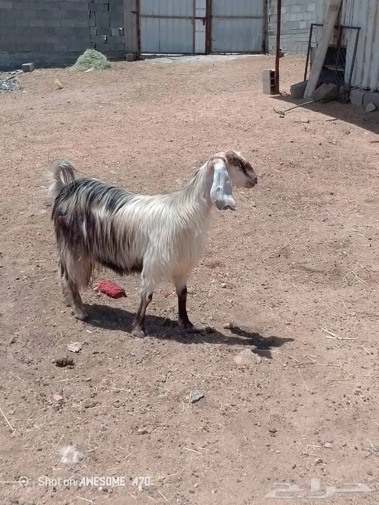للبيع عنز عارضيه سنوي ثنيه لبون شرط من جميع الأمراض على ا 0