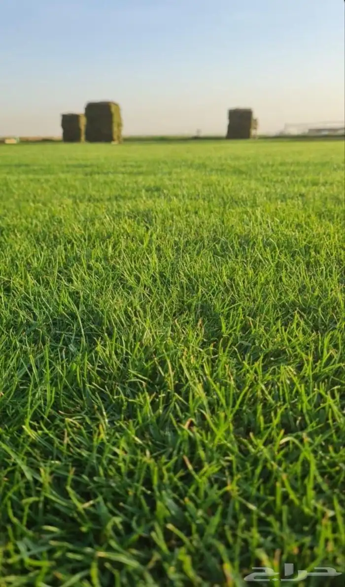 ثيل طبيعي نجيله سي2000 صافي درجة أولى من المزرعه مباشرة 3