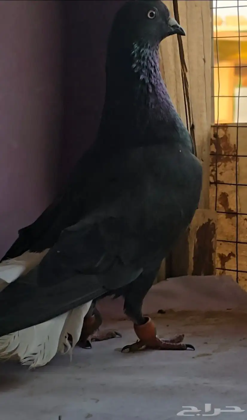 جوز نوريات سود ذنب كوخ 7