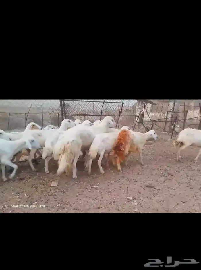 ضان مقاني بالفحل..تم البيع 6