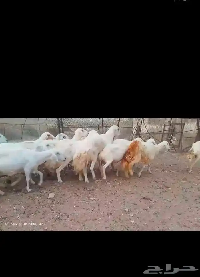 ضان مقاني بالفحل..تم البيع 12