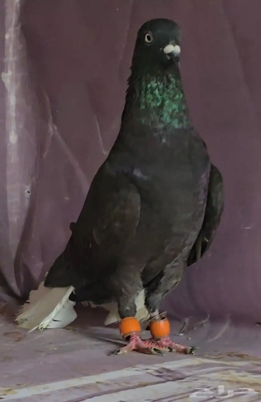 جوز نوريات سود ذنب كوخ 3