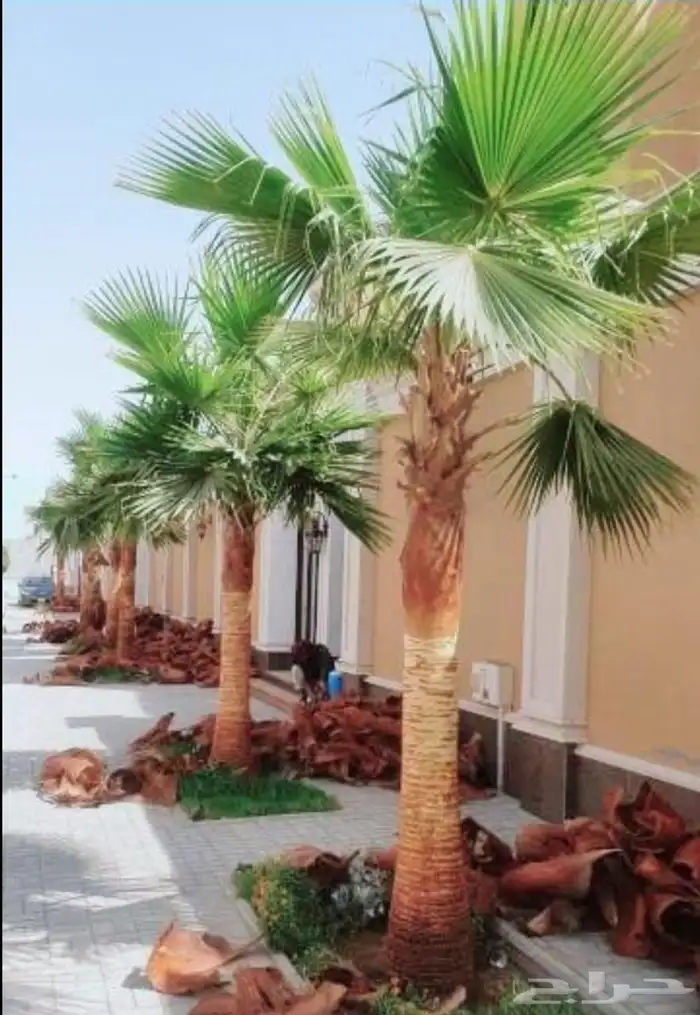 نخل واشنطني 5